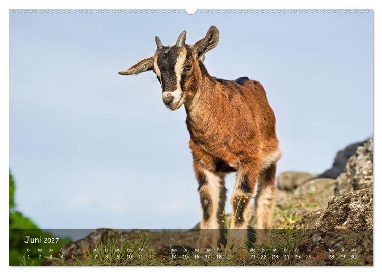 Produktbild: Albziegen (hochwertiger Premium Wandkalender 2027 DIN A2 quer), Kunstdruck in Hochglanz