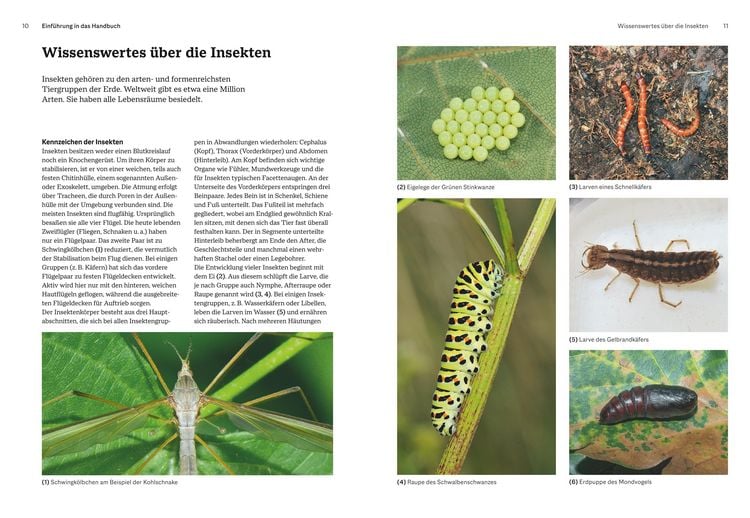 Produktbild: Das gro&szlig;e BLV Handbuch Insekten