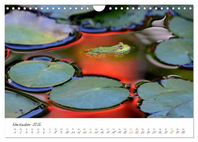 Produktbild: Frosch Karl, Hans und Max im Einklang der Natur (Wandkalender 2026 DIN A4 quer), CALVENDO Monatskalender