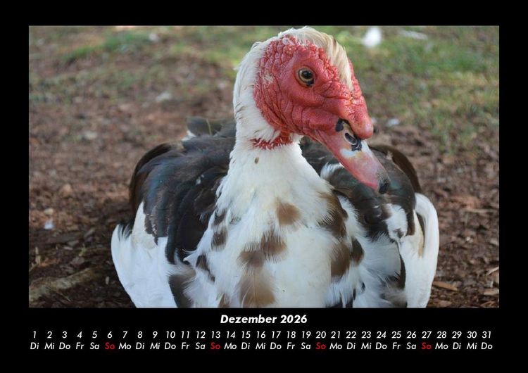Produktbild: Welt der V&ouml;gel 2026 Fotokalender DIN A3