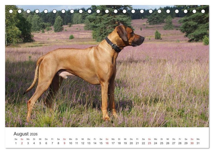 Produktbild: Ridgebacks - Hunde aus Afrika (Tischkalender 2026 DIN A5 quer), CALVENDO Monatskalender