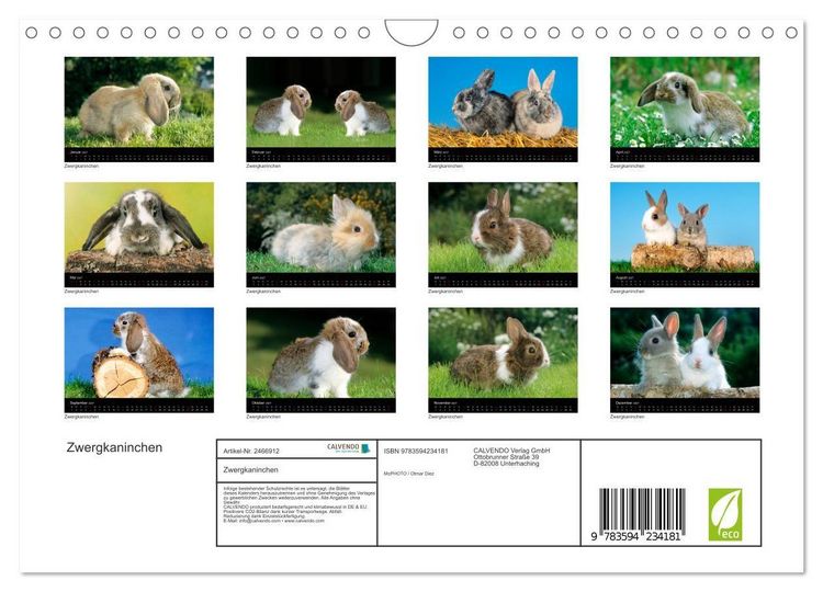 Produktbild: Zwergkaninchen (Wandkalender 2027 DIN A4 quer), CALVENDO Monatskalender