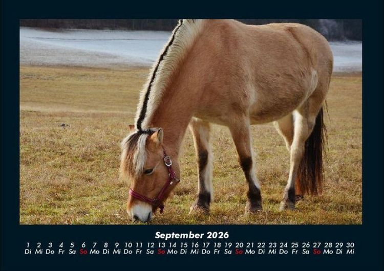 Produktbild: Pferde Kalender 2026 Fotokalender DIN A4