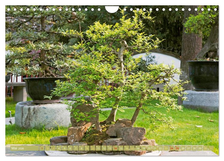 Produktbild: Gartenkunst aus Japan: Bonsai (Wandkalender 2026 DIN A4 quer), CALVENDO Monatskalender