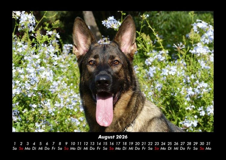 Produktbild: Der Hundekalender 2026 Fotokalender DIN A3