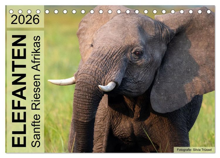 Produktbild: Elefanten - Sanfte Riesen Afrikas (Tischkalender 2026 DIN A5 quer), CALVENDO Monatskalender