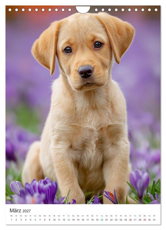 Produktbild: Mein Jahr mit Labradoren (Wandkalender 2027 DIN A4 hoch), CALVENDO Monatskalender