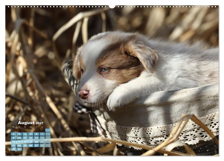 Produktbild: Lillyfee und ein K&ouml;rbchen voller Gl&uuml;ck (Wandkalender 2027 DIN A2 quer), CALVENDO Monatskalender