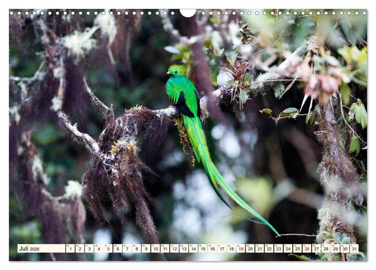 Produktbild: Costa Rica - Farben des Regenwaldes (Wandkalender 2026 DIN A3 quer), CALVENDO Monatskalender