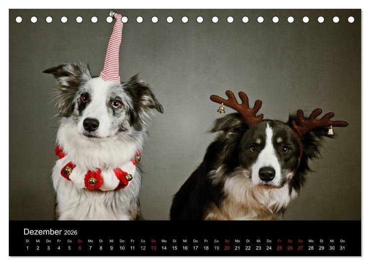 Produktbild: Der Bordercollie-Kalender (Tischkalender 2026 DIN A5 quer), CALVENDO Monatskalender