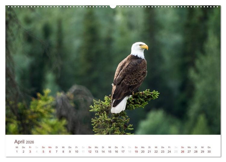 Produktbild: Der Alaska Kalender CH-Version (Wandkalender 2026 DIN A2 quer), CALVENDO Monatskalender