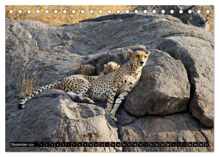 Produktbild: Die Lautlosen. Geparden und Leoparden (Tischkalender 2026 DIN A5 quer), CALVENDO Monatskalender