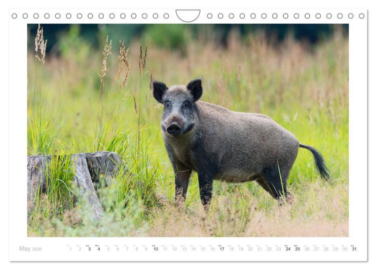 Produktbild: Wild Boars (Wall Calendar 2026 DIN A4 landscape), CALVENDO 12 Month Wall Calendar