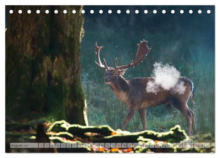 Produktbild: Emotionale Momente: Das Damwild. (Tischkalender 2027 DIN A5 quer), CALVENDO Monatskalender
