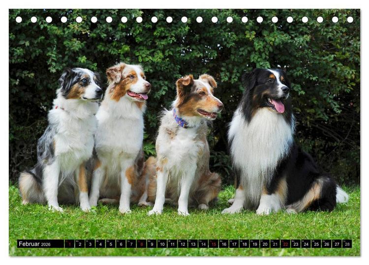 Produktbild: Bekannt wie ein bunter Hund. Australian Shepherd (Tischkalender 2026 DIN A5 quer), CALVENDO Monatskalender