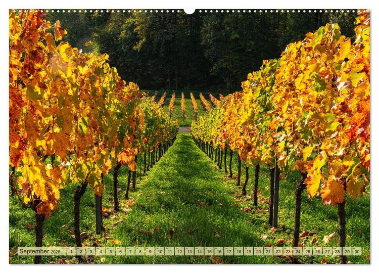 Produktbild: Farbenpr&auml;chtige Weinberge (hochwertiger Premium Wandkalender 2026 DIN A2 quer), Kunstdruck in Hochglanz