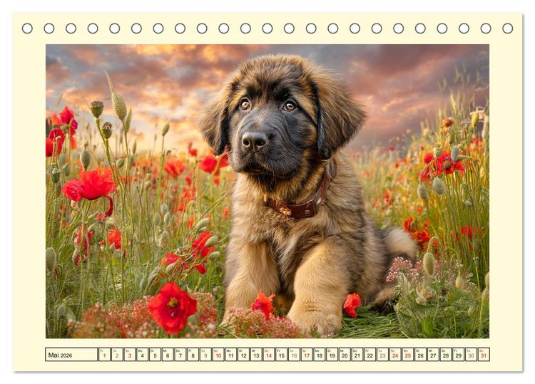 Produktbild: Der Leonberger. Majest&auml;tische L&ouml;wenhunde im Licht der Natur (Tischkalender 2026 DIN A5 quer), CALVENDO Monatskalender