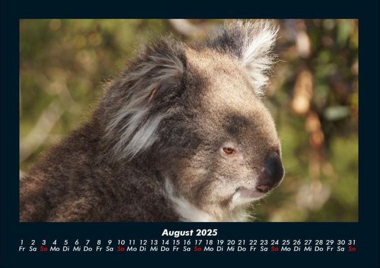 Produktbild: Koala 2025 Fotokalender DIN A4