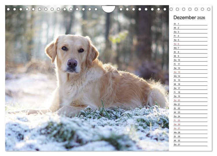 Produktbild: Goldig durch das Jahr! (Wandkalender 2026 DIN A4 quer), CALVENDO Monatskalender