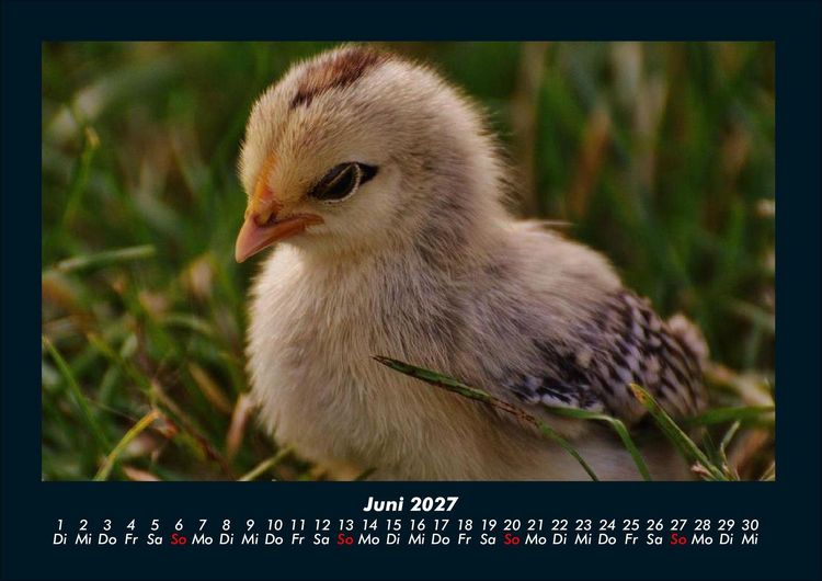 Produktbild: Welt der V&ouml;gel 2027 Fotokalender DIN A4