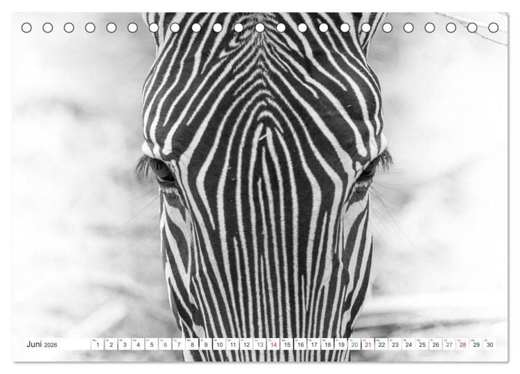 Produktbild: Emotionale Momente: Zebras - black & white. (Tischkalender 2026 DIN A5 quer), CALVENDO Monatskalender