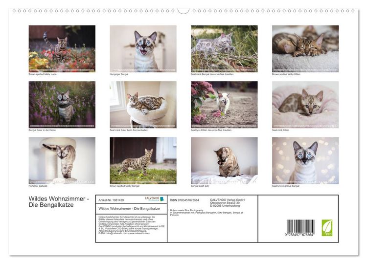 Produktbild: Wildes Wohnzimmer - Die Bengalkatze (hochwertiger Premium Wandkalender 2026 DIN A2 quer), Kunstdruck in Hochglanz