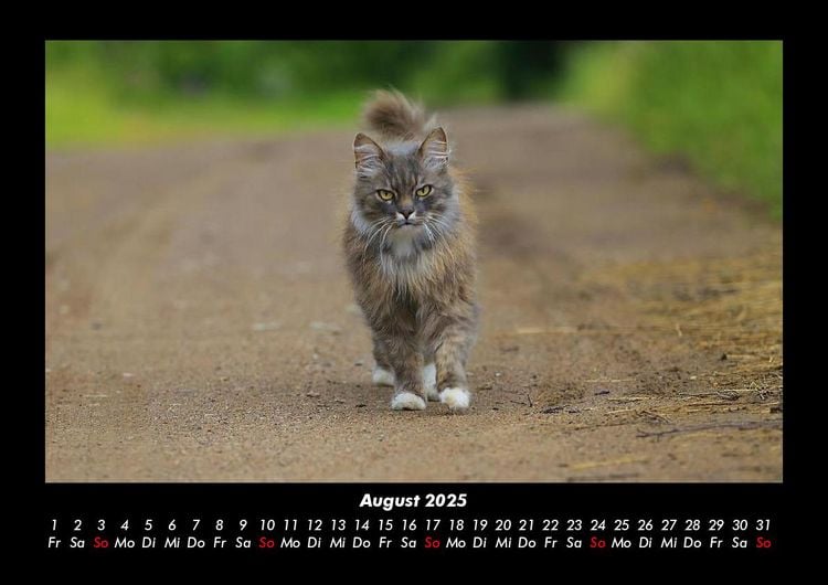 Produktbild: F&uuml;r Katzenfreunde 2025 Fotokalender DIN A3