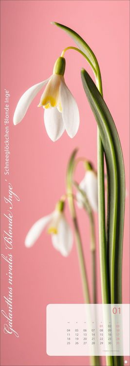 Produktbild: Magic Flowers Vertical Kalender 2027