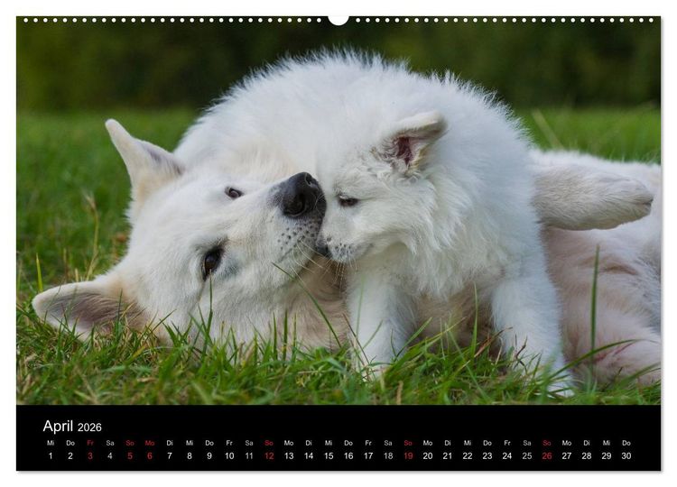Produktbild: Wei&szlig;er Schweizer Sch&auml;ferhund - Ein Tag im Leben einer Hundefamilie (Wandkalender 2026 DIN A2 quer), CALVENDO Monatskalender