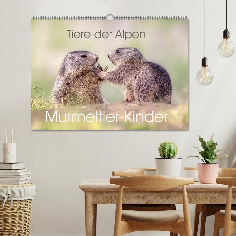Produktbild: Tiere der Alpen - Murmeltier-Kinder (Wandkalender 2026 DIN A2 quer), CALVENDO Monatskalender