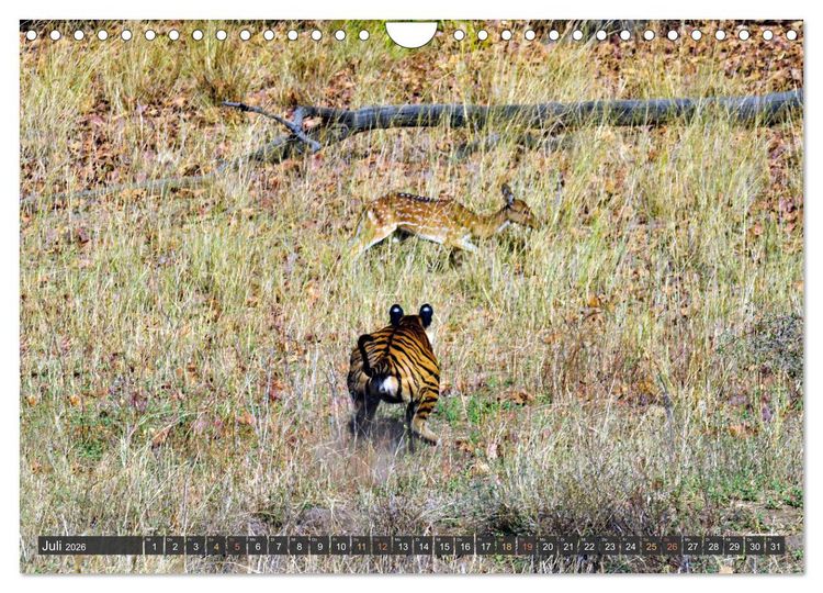Produktbild: Tiere Indiens close up (Wandkalender 2026 DIN A4 quer), CALVENDO Monatskalender