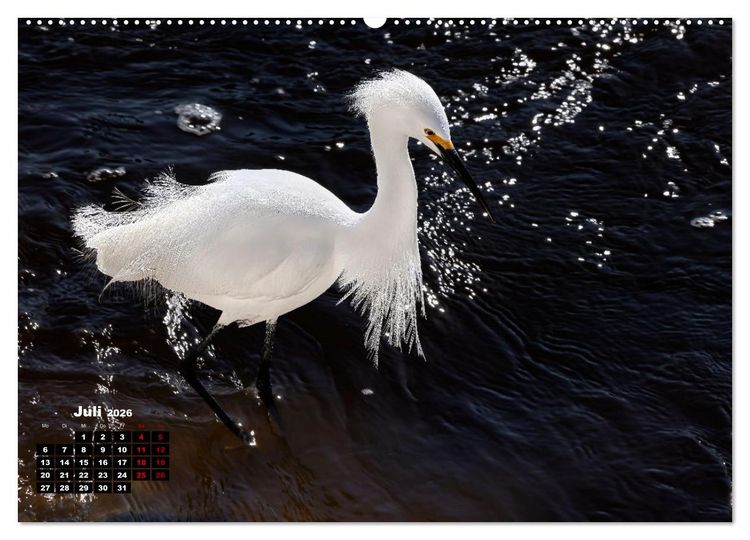 Produktbild: Floridas wunderbare Vogelwelt (hochwertiger Premium Wandkalender 2026 DIN A2 quer), Kunstdruck in Hochglanz