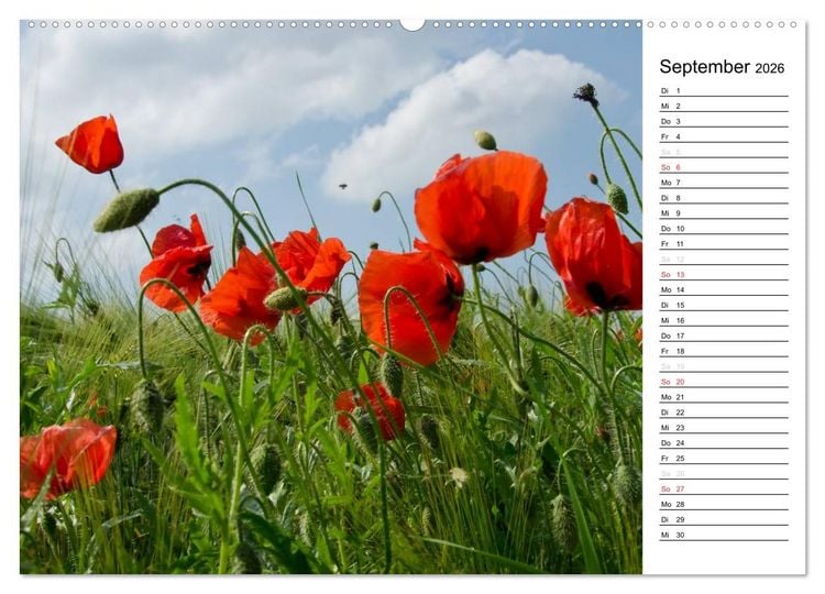 Produktbild: Ein Traum von Mohn (Wandkalender 2026 DIN A2 quer), CALVENDO Monatskalender