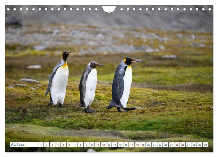 Produktbild: S&uuml;dgeorgien - Abgelegenes Naturparadies (Wandkalender 2026 DIN A4 quer), CALVENDO Monatskalender