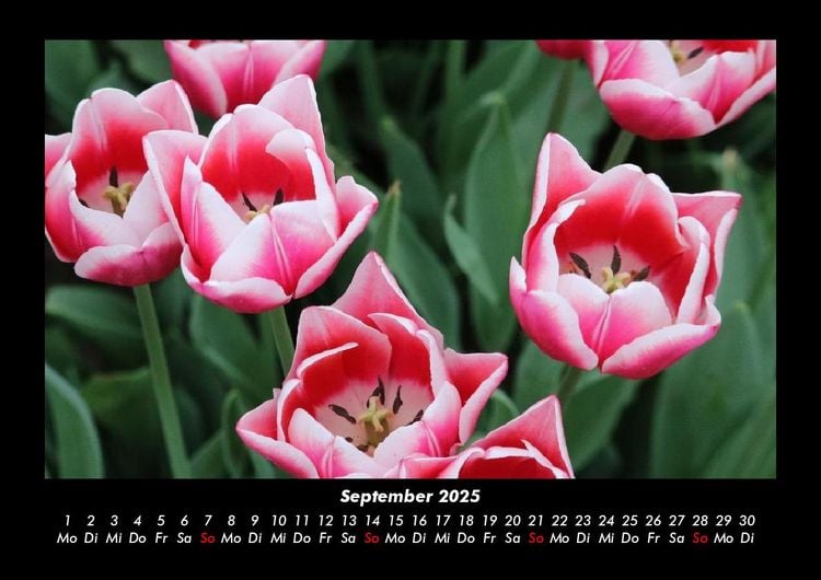Produktbild: Pflanzen und Bl&uuml;ten 2025 Fotokalender DIN A3