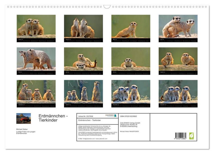 Produktbild: Erdm&auml;nnchen - Tierkinder (Wandkalender 2026 DIN A2 quer), CALVENDO Monatskalender