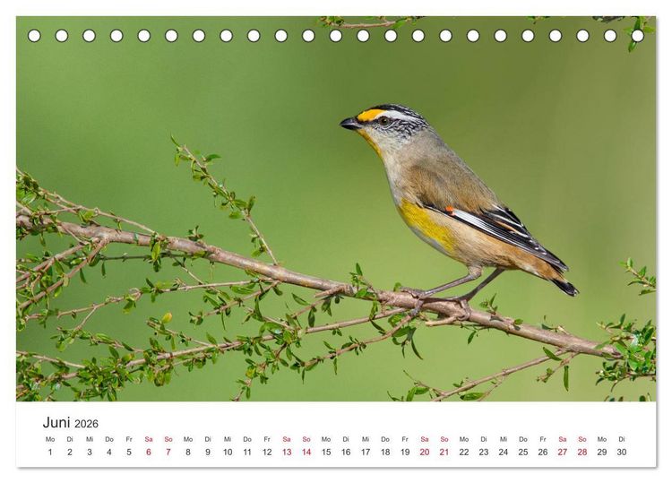 Produktbild: Singv&ouml;gel aus Australien (Tischkalender 2026 DIN A5 quer), CALVENDO Monatskalender