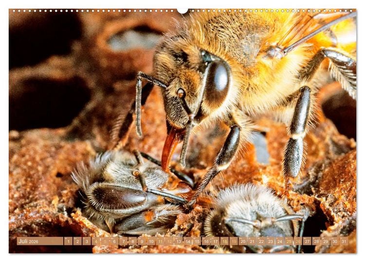 Produktbild: Der Imker: Leidenschaft f&uuml;r die Bienen (Wandkalender 2026 DIN A2 quer), CALVENDO Monatskalender