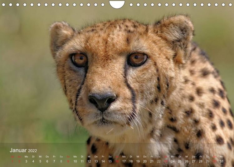 Produktbild: S&uuml;dliches Afrika (Wandkalender 2022 DIN A4 quer)