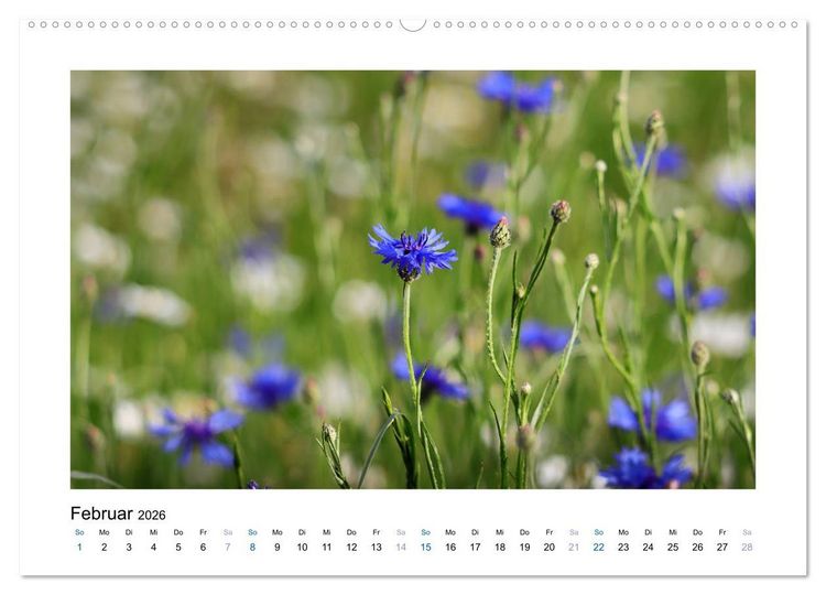 Produktbild: Kornblumen - Blaue Sch&ouml;nheiten (Wandkalender 2026 DIN A2 quer), CALVENDO Monatskalender