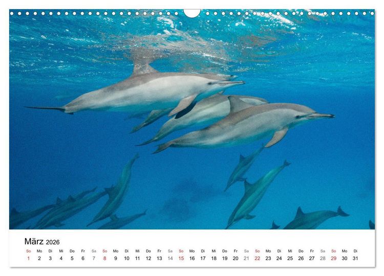 Produktbild: Highlights aus dem Meer - Tauchkalender (Wandkalender 2026 DIN A3 quer), CALVENDO Monatskalender