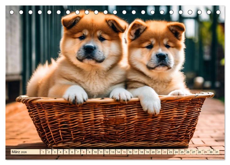 Produktbild: Akita Inu - Inbegriff der Treue (Tischkalender 2026 DIN A5 quer), CALVENDO Monatskalender