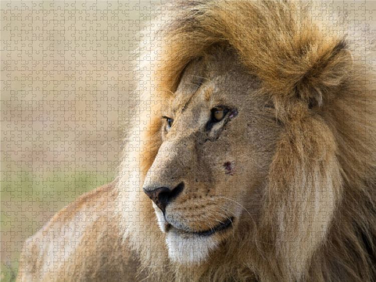 Produktbild: CALVENDO Puzzle L&ouml;we | 1000 Teile Lege-Gr&ouml;&szlig;e 64x48cm Foto-Puzzle f&uuml;r gl&uuml;ckliche Stunden