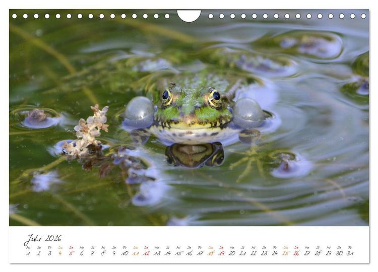 Produktbild: Frosch Karl, Hans und Max im Einklang der Natur (Wandkalender 2026 DIN A4 quer), CALVENDO Monatskalender