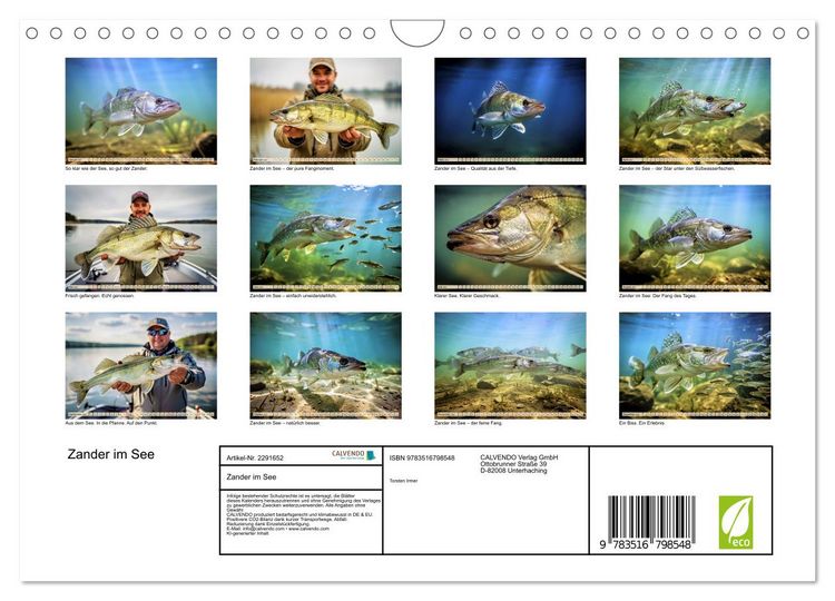 Produktbild: Zander im See (Wandkalender 2027 DIN A4 quer), CALVENDO Monatskalender