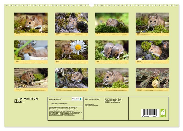 Produktbild: ... hier kommt die Maus ... (hochwertiger Premium Wandkalender 2026 DIN A2 quer), Kunstdruck in Hochglanz