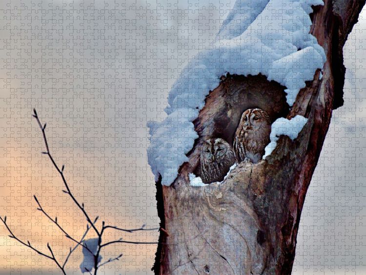 Produktbild: CALVENDO Puzzle Winter im Kauzwald | 1000 Teile Lege-Gr&ouml;&szlig;e 64x48cm Foto-Puzzle f&uuml;r gl&uuml;ckliche Stunden