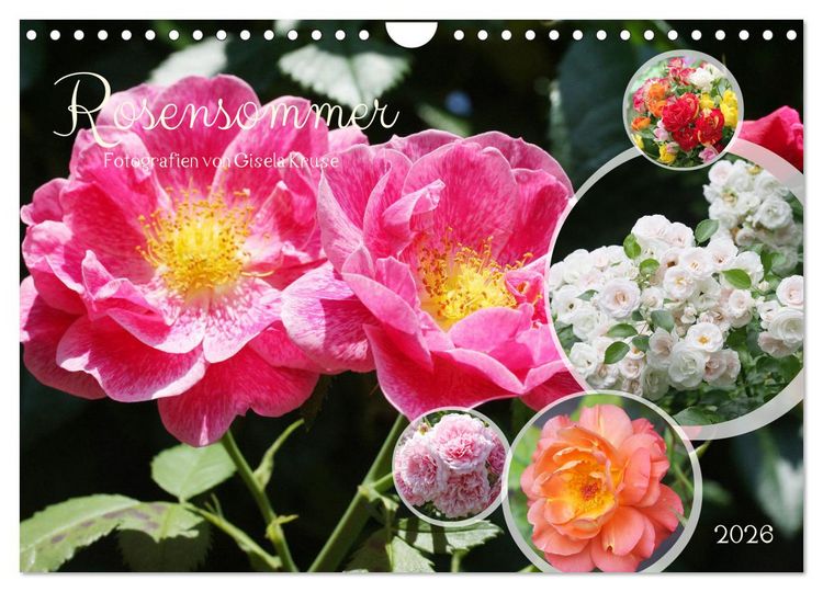 Produktbild: Rosensommer (Wandkalender 2026 DIN A4 quer), CALVENDO Monatskalender