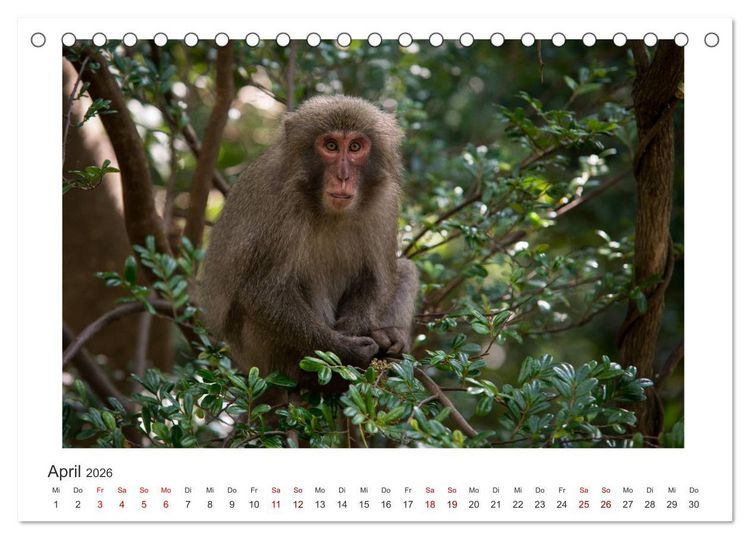 Produktbild: Yakushima - Japans Weltnaturerbe (Tischkalender 2026 DIN A5 quer), CALVENDO Monatskalender