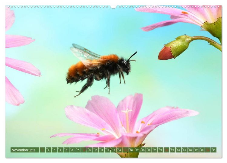 Produktbild: Sechs Beine in der Luft - Wildbienen im Flug (hochwertiger Premium Wandkalender 2026 DIN A2 quer), Kunstdruck in Hochglanz